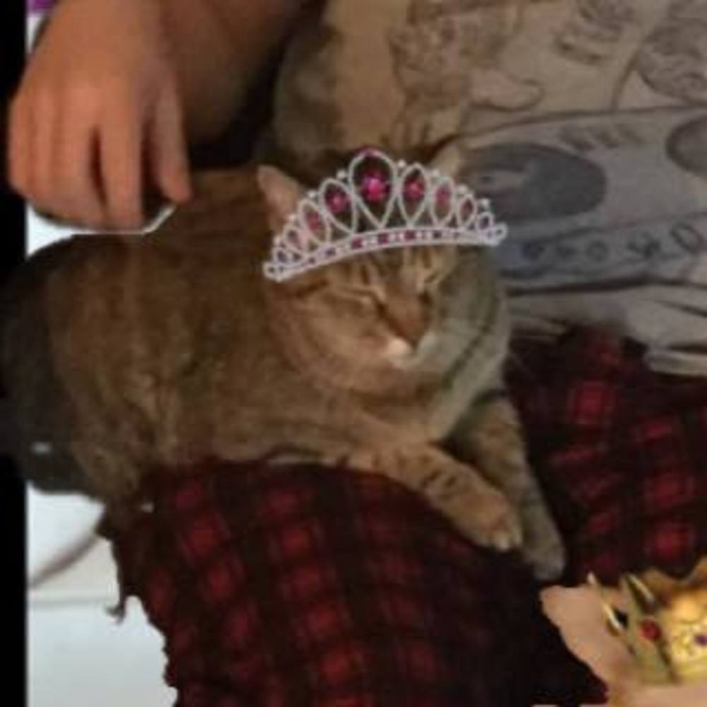 Meet your Posher, Annah